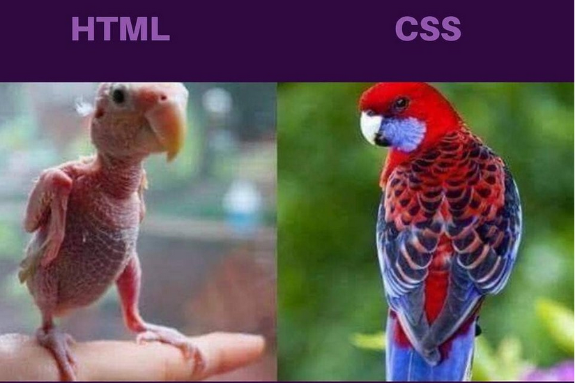 css vs html